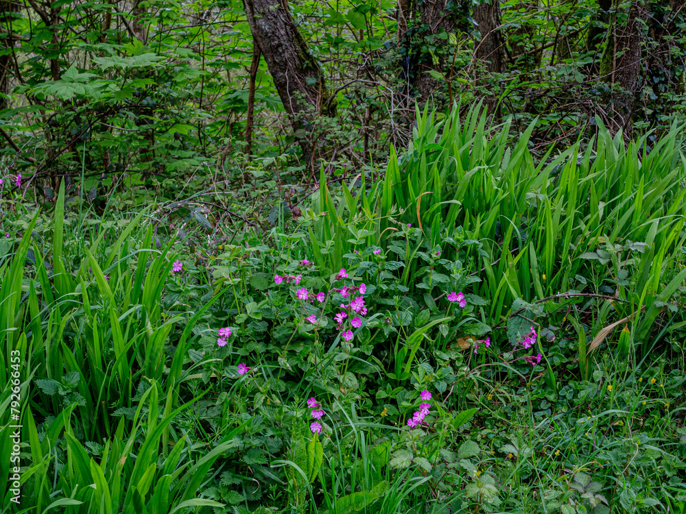 Fototapeta premium Wild Cornish flowers 