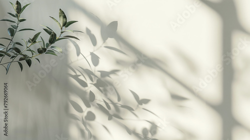 white studio background with light and tree shade