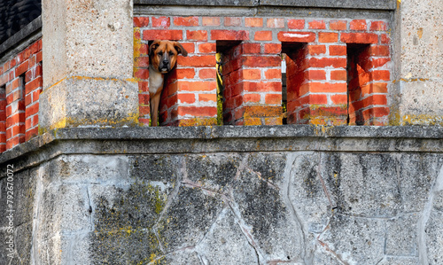 dog looking curious through an opening in a brick wall