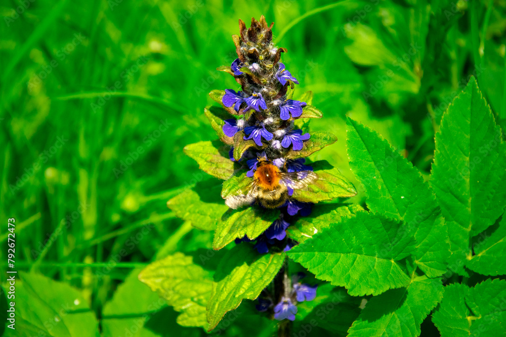 Closeup shot of bumblebee and blue flowers in a meadow. Ajuga reptans and a bumblebee collecting nectar.