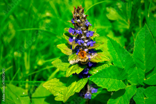 Obraz na płótnie Closeup shot of bumblebee and blue flowers in a meadow. Ajuga reptans and a bumblebee collecting nectar. w salonie