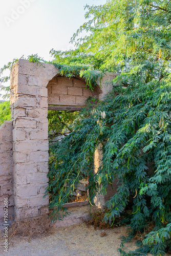 Ruined old brick building walls and arches overgrown with lush acacia tree in Al Jazirah Al Hamra haunted town in Ras Al Khaimah, United Arab Emirates.