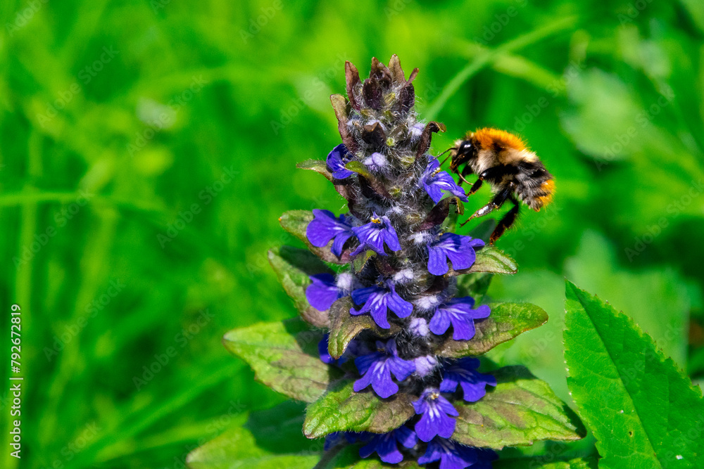 Closeup shot of bumblebee and blue flowers in a meadow. Ajuga reptans and a bumblebee collecting nectar.