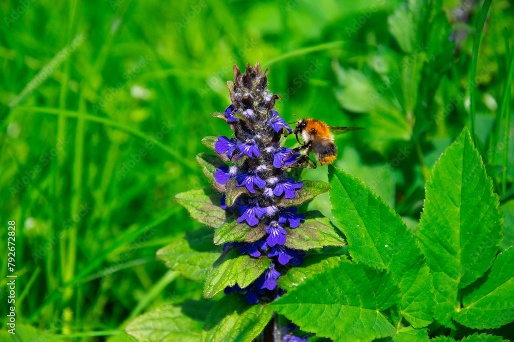 Closeup shot of bumblebee and blue flowers in a meadow. Ajuga reptans and a bumblebee collecting nectar.