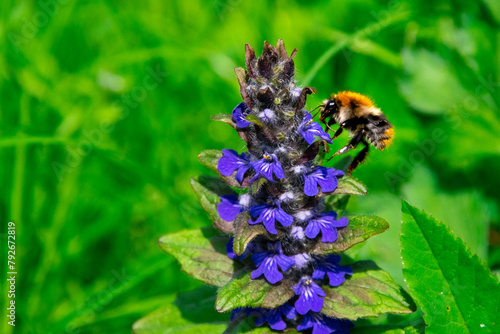 Obraz na płótnie Closeup shot of bumblebee and blue flowers in a meadow. Ajuga reptans and a bumblebee collecting nectar. w salonie