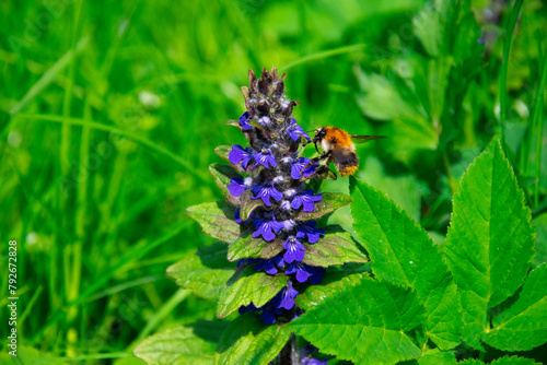 Obraz na płótnie Closeup shot of bumblebee and blue flowers in a meadow. Ajuga reptans and a bumblebee collecting nectar. w salonie