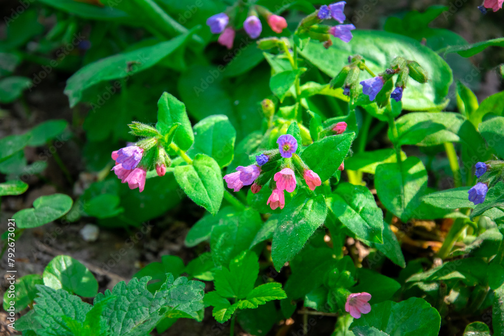 Pulmonaria, lungwort flower with pink and purple petals. Spring flower in the forest