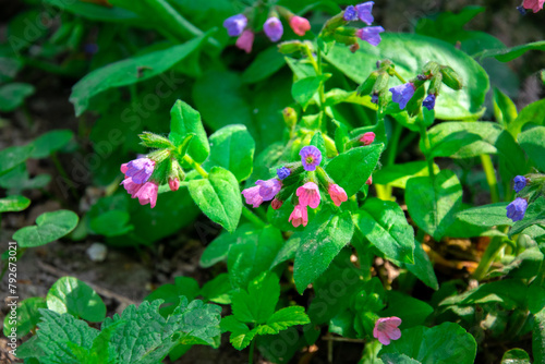 Obraz na płótnie Pulmonaria, lungwort flower with pink and purple petals. Spring flower in the forest w salonie