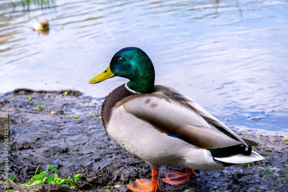 Male mallard duck. Duck with reflection in clean lake water in Naleczow, Poland