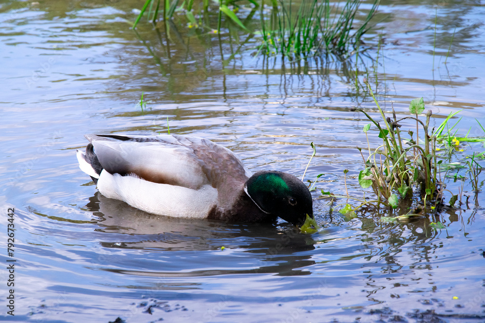 Male mallard duck. Duck with reflection in clean lake water in Naleczow, Poland
