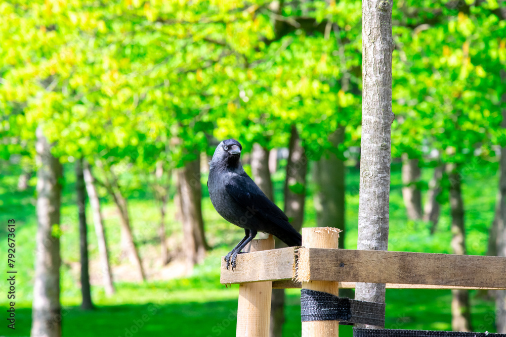 Coloeus monedula, western jackdaw, Eurasian jackdaw. European jackdaw belongs to the crow family