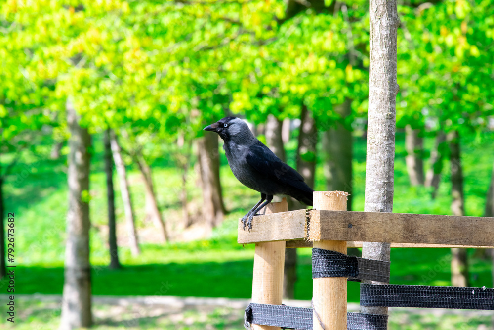 Coloeus monedula, western jackdaw, Eurasian jackdaw. European jackdaw belongs to the crow family