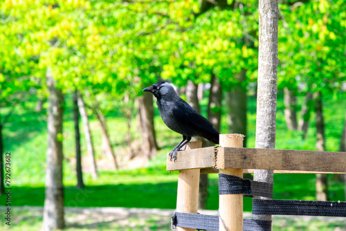Obraz na płótnie Coloeus monedula, western jackdaw, Eurasian jackdaw. European jackdaw belongs to the crow family w salonie