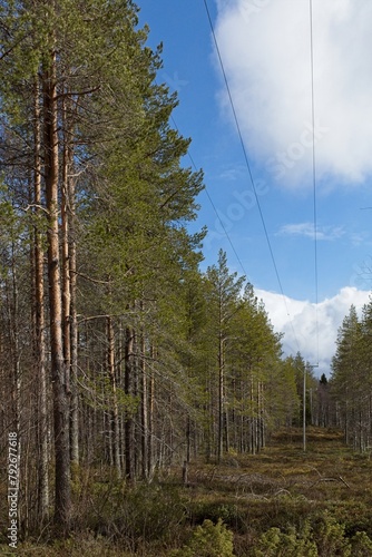 Electricity poles in forest in spring with clouds in the sky. photo