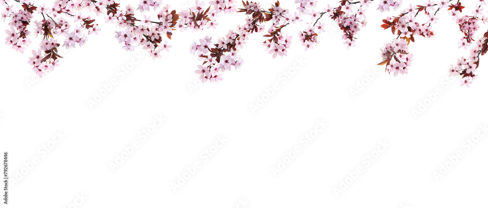 Spring blossoms. Tree branches with flowers on white background. Banner design with space for text Spring blossoms. Tree branches with flowers on white background. Banner design with space for text