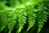 close-up Green fern leaves on natural background