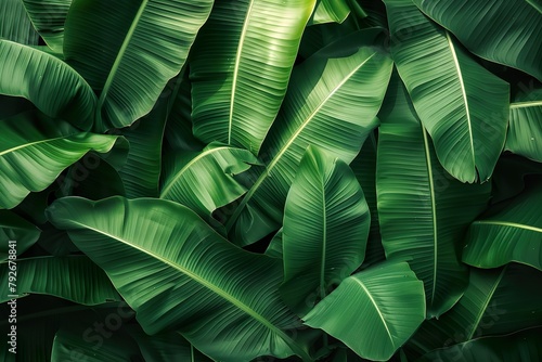 close-up Green banana leaves on natural background