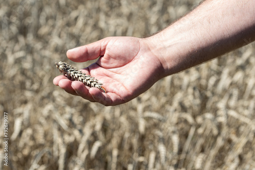 Close-up view of a man's hands cradling dried wheat sheaves, with a blurred wheat field in the background.