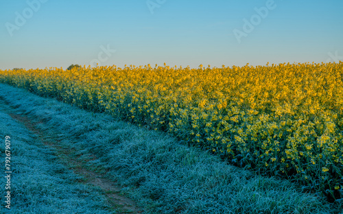 Dangerous meteorological situation-night frosts during flowering of plants in the field