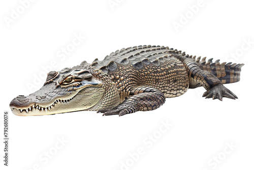 The Crocodile s Rest on Transparent Background