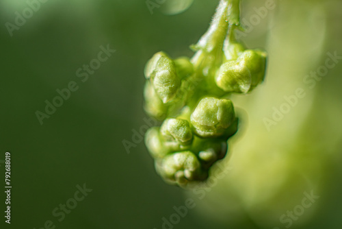 In the spring, a new flower of the currant bush. Macro, close-up, young, many, flowers. Soft selective focus. Artificially created grain for the picture