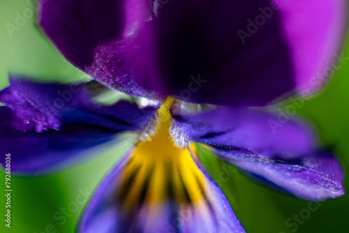 Flower face in spring. Macro, close-up. Background image. Soft selective focus. Artificially created grain for the picture