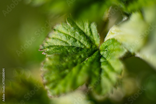 A young green leaf with leaf veining on a currant bush in spring. Macro close-up of a young green leaf. Soft selective focus. Artificially created grain for the picture
