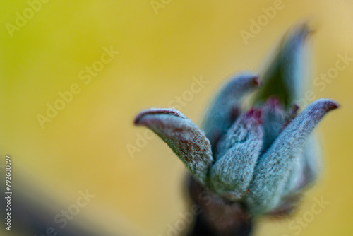 Young apple leaf buds in spring. Macro, close-up. Background image. Soft selective focus. Artificially created grain for the picture
Description1