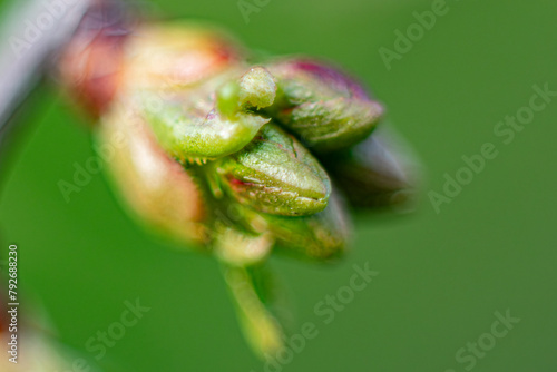 A bud of a cherry tree in the spring that has not yet blossomed. Macro close-up of a young green leaf.
Soft selective focus. Artificially created grain for the picture
