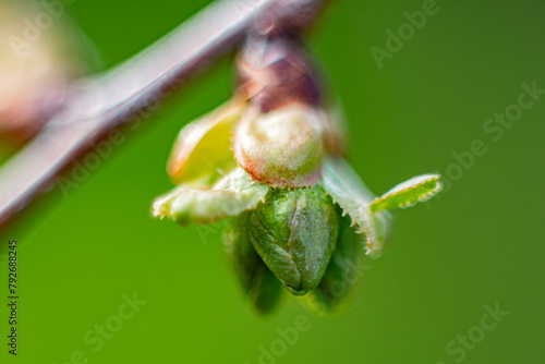 A bud of a cherry tree in the spring that has not yet blossomed. Macro close-up of a young green leaf.
Soft selective focus. Artificially created grain for the picture
