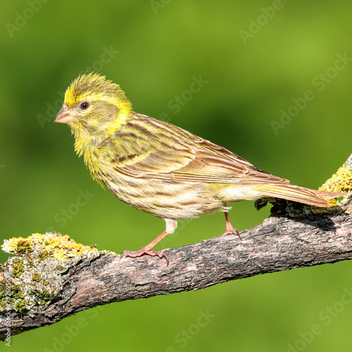 European Serin