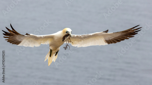 Northern Gannet