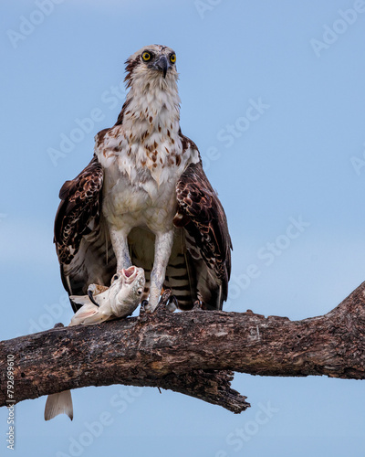 Osprey