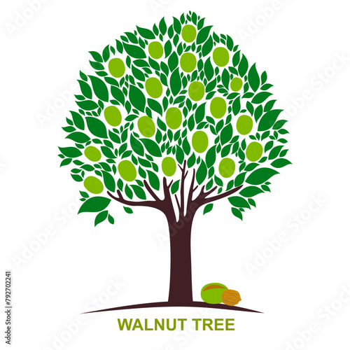 Walnut tree  isolated on a white background. Silhouette. Icon. Sign. Vector Illustration