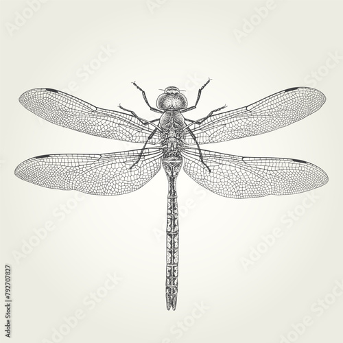 Hand drawn dragonfly. Vintage vector engraved illustration