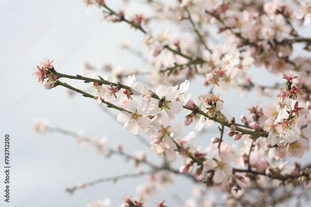 Tree tenants 