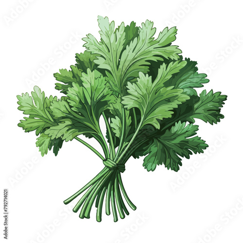 parsley isolated on white background, hand drawn vector illustration.