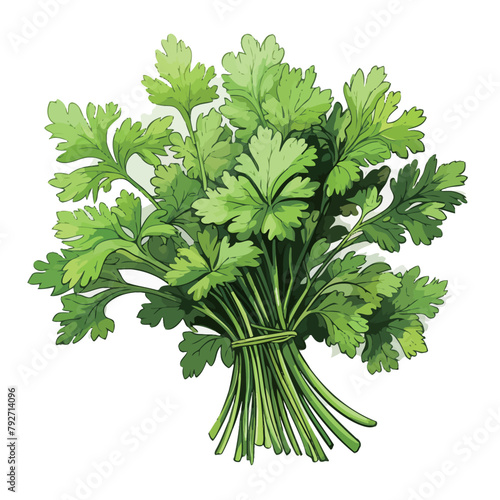 Parsley bunch isolated on white background. Realistic vector illustration.