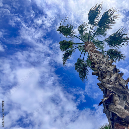 Looking up at stunning palm trees against blue sky with fluffy white clouds. Weather concept. Tropical summer holiday background with copy space. Square composition. Low angle view.