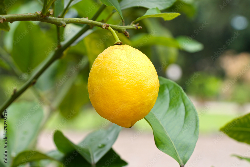 Ripe lemon fruits growing in the garden close-up.