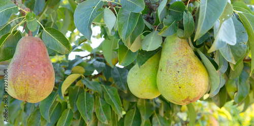 Pears tree branch in the summer garden.