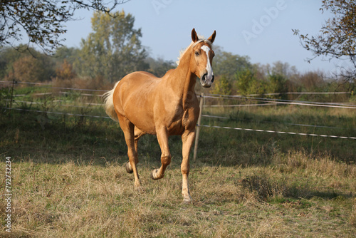 Fotografía Nice big warmblood running on pasturage