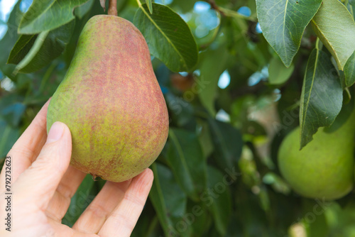 Female hand picking pear from tree in garden