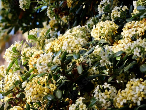 The Australian laurel, Japanese pittosporum, mock orange or Japanese cheesewood (Pittosporum tobira) in flowers, Spain photo