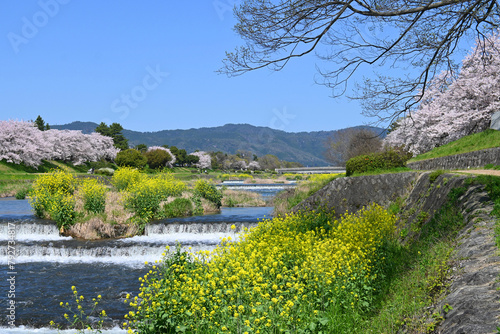 桜や菜の花咲く4月の京都市賀茂川の風景