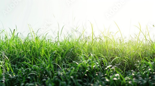 Serene Sunlit Green Grass Field © Volodymyr Skurtul