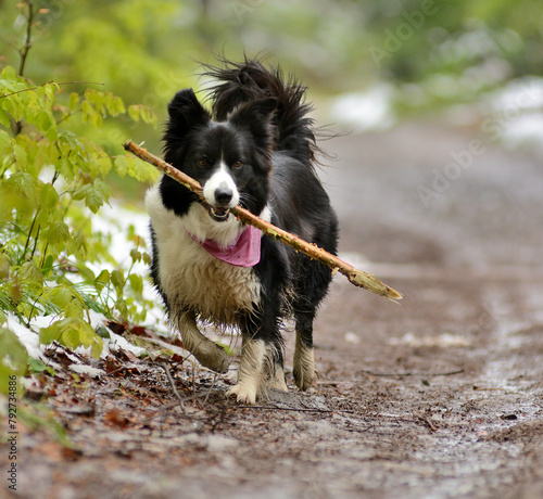 Obraz na płótnie Czarno - biały pies rasy Border Collie