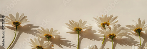 Elegant aesthetic chamomile daisy flowers pattern with sunlight shadows on neutral beige background with copy space
