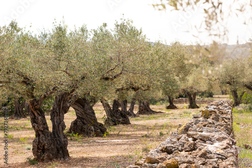 Timeless beauty of ancient olive trees line a rural field, evoking a connection to the past in Catalonia, Spain, near Tarragona photo