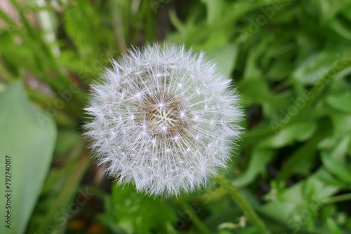 Beautiful natural background of airy light dandelion flower with white light seeds on plant head- Taraxacum officinale, Asteraceae, Asterales